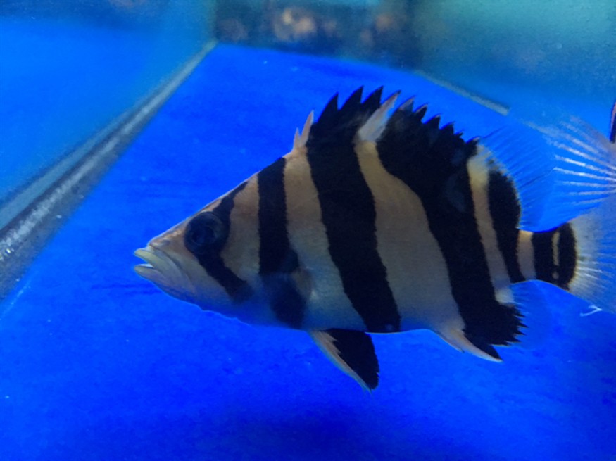 大神們 虎魚魚缸燈 一天開多長時間