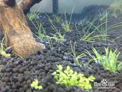 贛榆縣青口鎮(zhèn)海洋水族館（贛榆縣青口鎮(zhèn)海洋水族館電話）