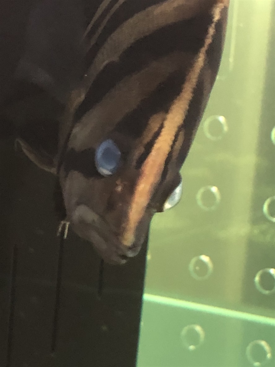 虎魚蒙眼治療