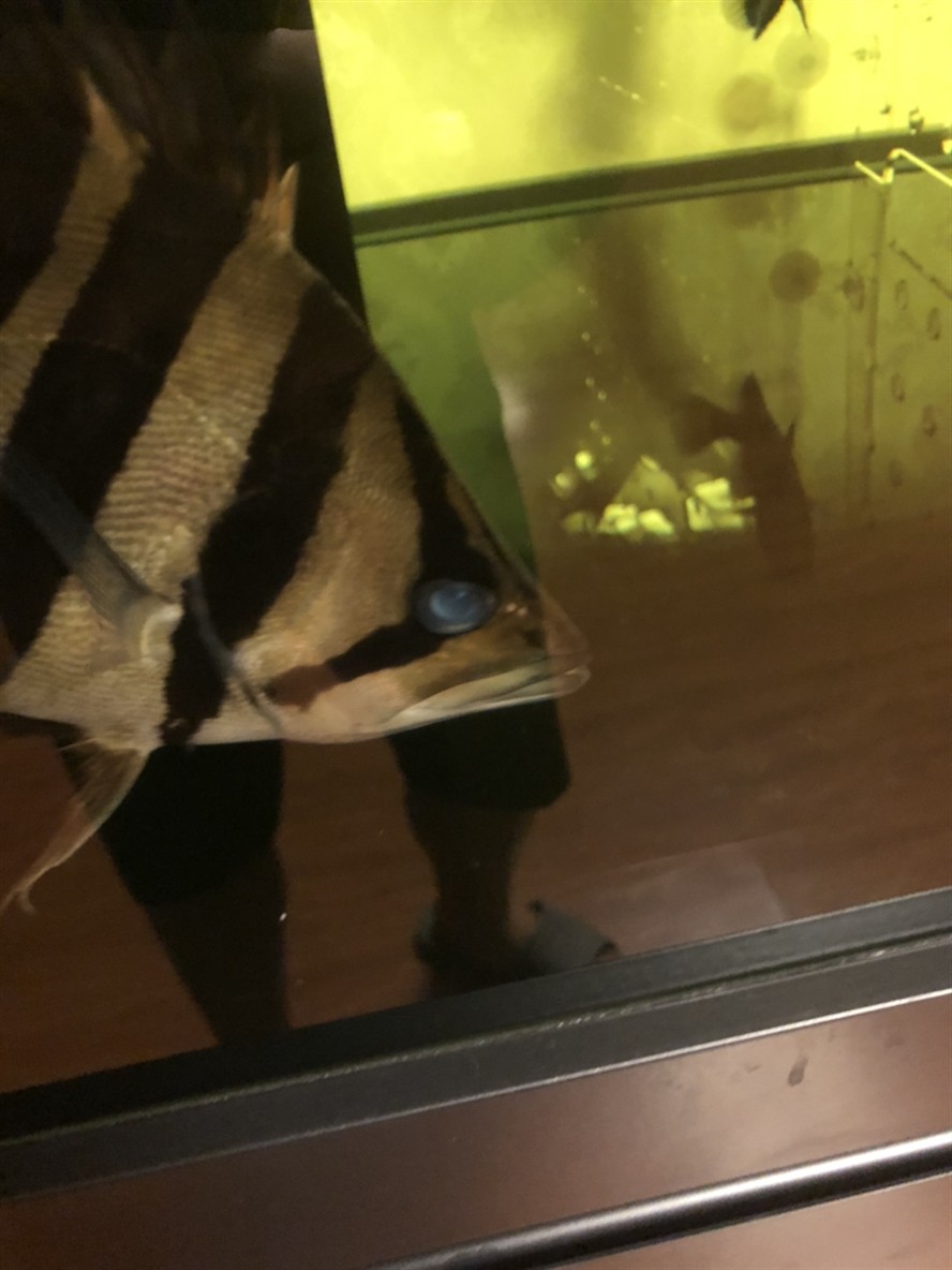 虎魚蒙眼治療