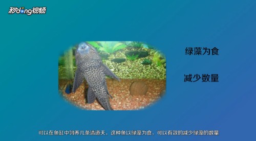 熱帶魚銀龍魚圖片（熱帶魚銀龍魚圖片大全）