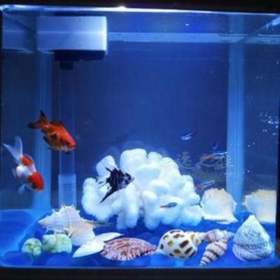 淡水魚缸與海水魚缸的區別：海邊撿的珊瑚石能否放入魚缸