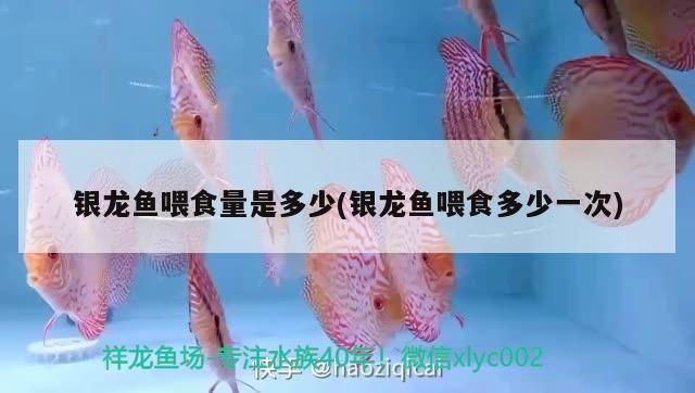 金龍魚嚇著了怎么辦，如果金龍魚嚇著了怎么辦？