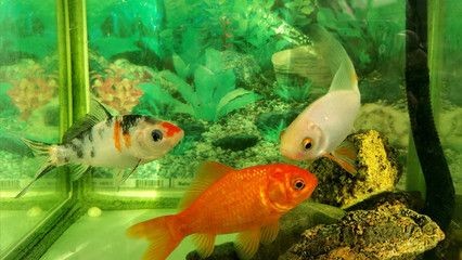 紅鯉魚的裝飾與寓意：家居風(fēng)水中的紅鯉魚