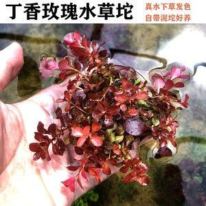 適合古法養(yǎng)魚的水草種類如何選擇適合古法養(yǎng)魚的水草種類：古法養(yǎng)魚的水草種類
