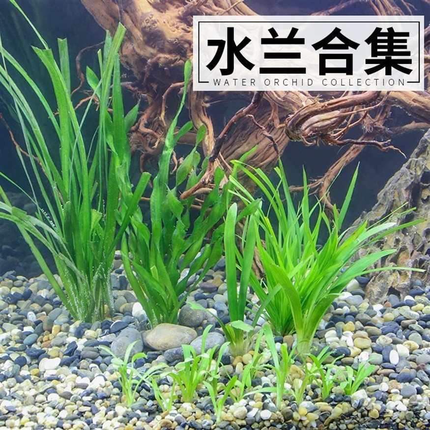 適合古法養(yǎng)魚的水草種類如何選擇適合古法養(yǎng)魚的水草種類：古法養(yǎng)魚的水草種類