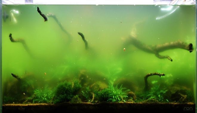 銀龍魚苗水溫多少合適啊視頻（銀龍魚苗水溫多少合適啊視頻講解）