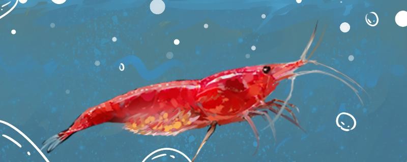 櫻花蝦吃水草嗎吃魚飼料嗎 櫻花蝦吃水草嗎吃魚飼料嗎 虎魚百科