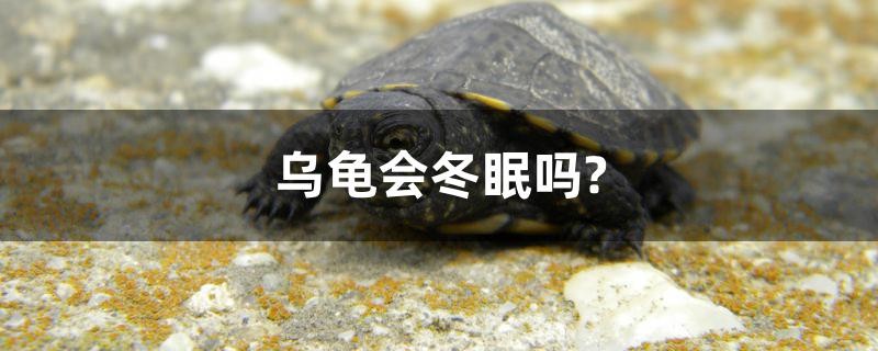 烏龜會冬眠嗎？