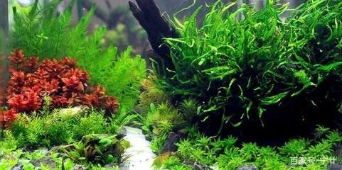 七彩銀龍魚養多久變色（七彩銀龍魚養多久變色有七彩龍魚的品種嗎?）