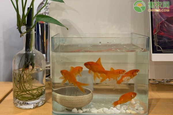寧波海曙魚樂坊水族館（寧波海曙魚樂坊水族館電話） 寧波海曙魚樂坊水族館（寧波海曙魚樂坊水族館電話） 全國水族館企業(yè)名錄 第1張