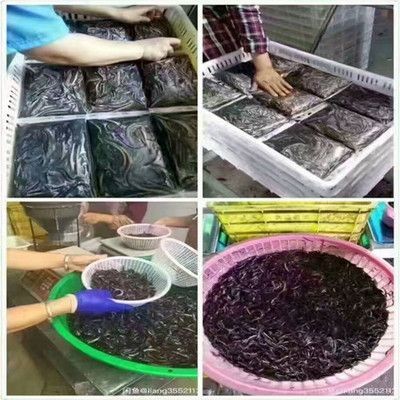 制作龍魚飼料