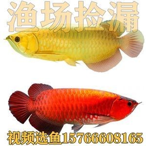 金龍魚一起養(yǎng)的魚招財魚