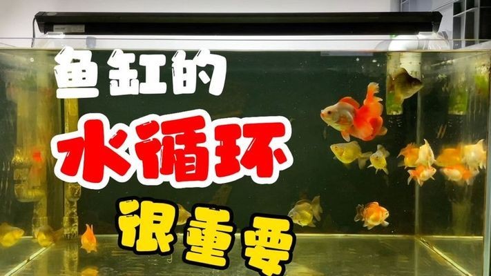 銀龍魚從缸里跳出來能活嗎（銀龍魚從缸里跳出來能活嗎視頻） 銀龍魚從缸里跳出來能活嗎（銀龍魚從缸里跳出來能活嗎視頻） 銀龍魚百科