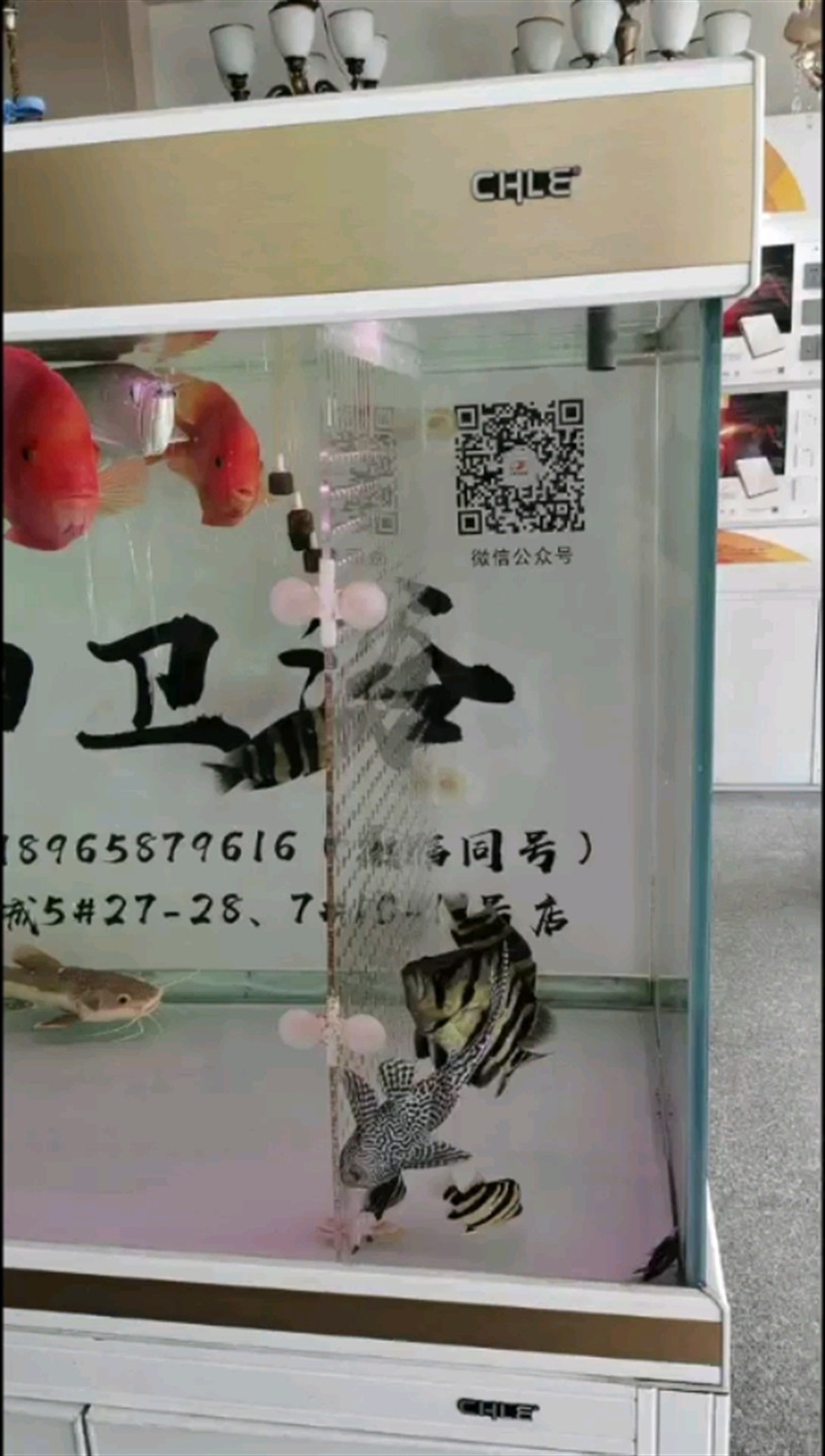 魚缸里永遠差一條虎魚歡迎魚友化仙
