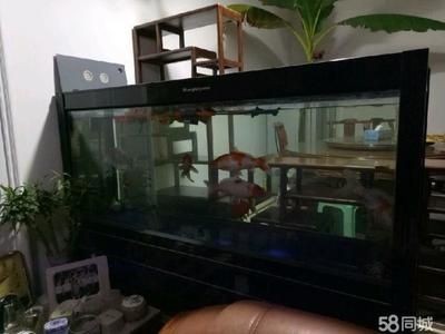 如何挑選二手魚(yú)缸交易市場(chǎng)二手魚(yú)缸交易的安全指南：如何找到二手魚(yú)缸交易市場(chǎng)