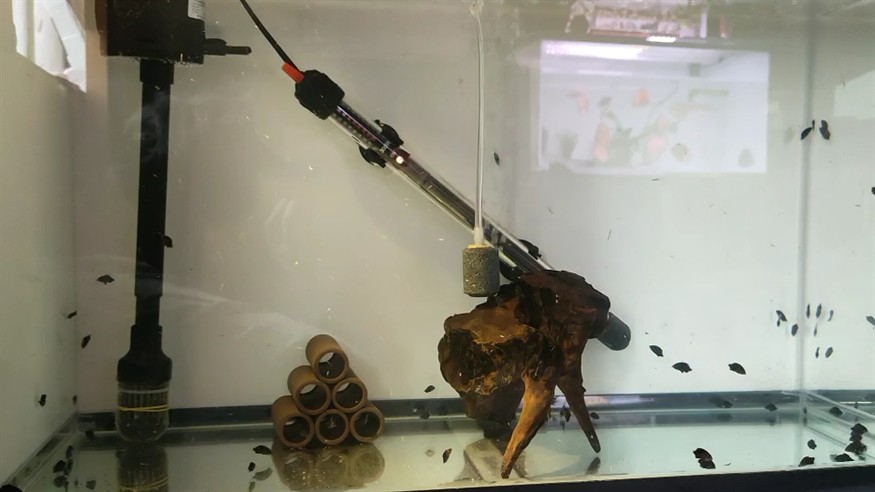 100條虎苗零損耗