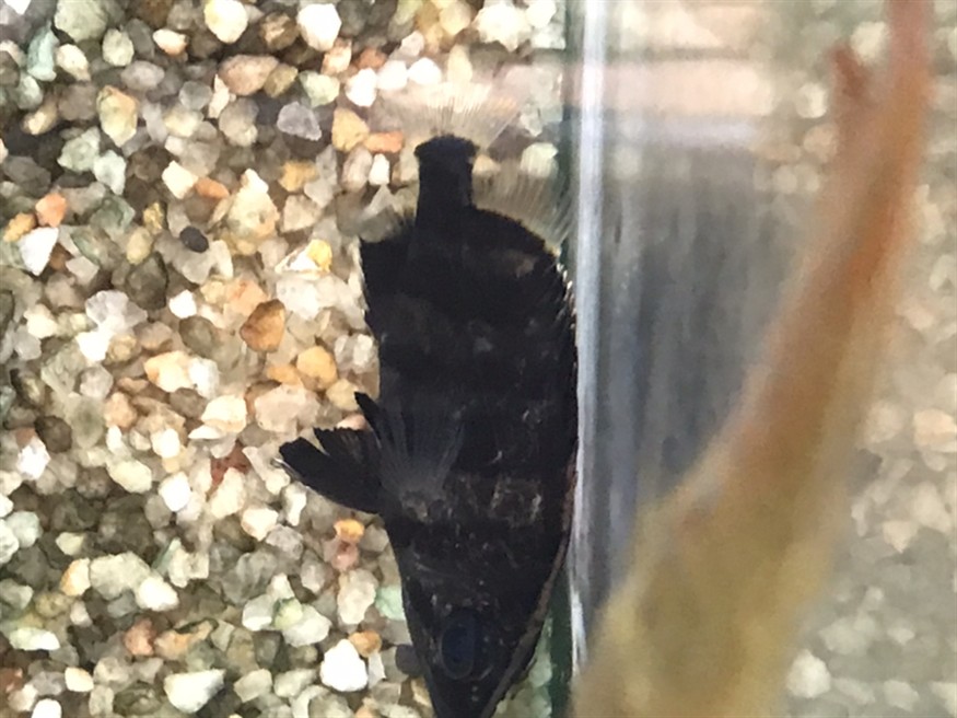 虎魚爬缸