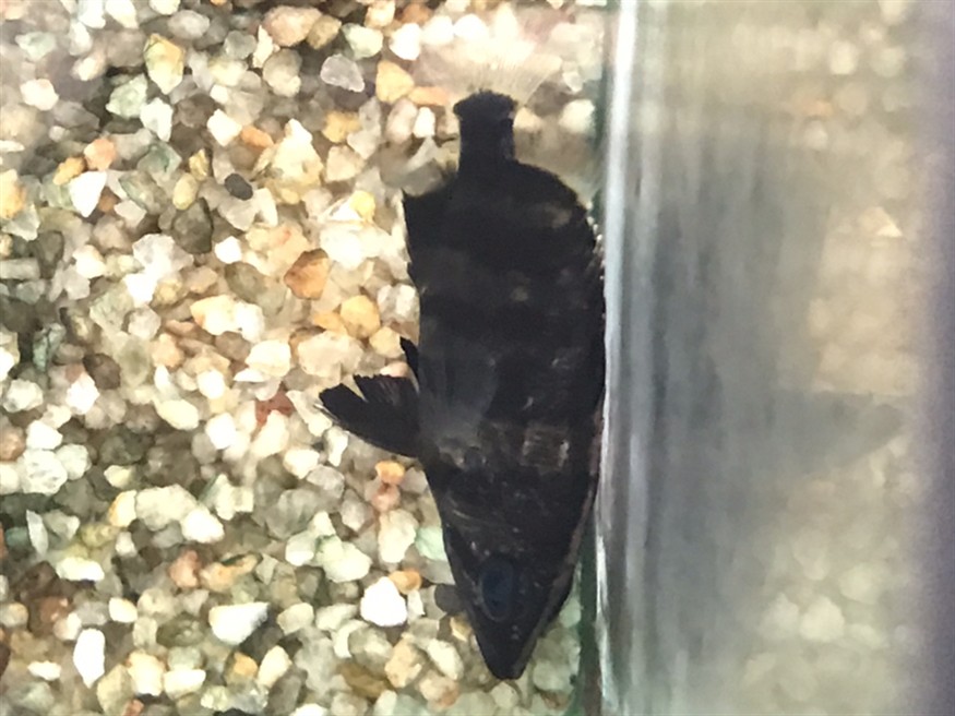 虎魚爬缸