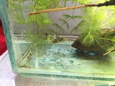 皇冠狗頭魚飼養皇冠狗頭魚的飼養技巧和飼養技巧和飼養技巧：如何選擇合適的魚缸材質