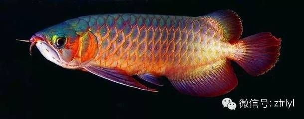 在哪買龍魚便宜 在哪買龍魚便宜 龍魚百科 第1張