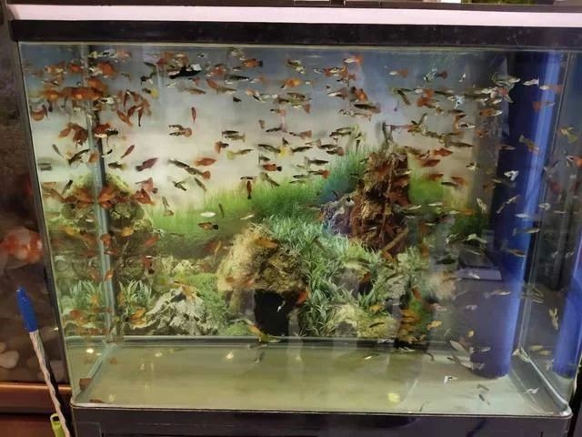 龍魚抖鰭蹭缸用黃粉可以嗎