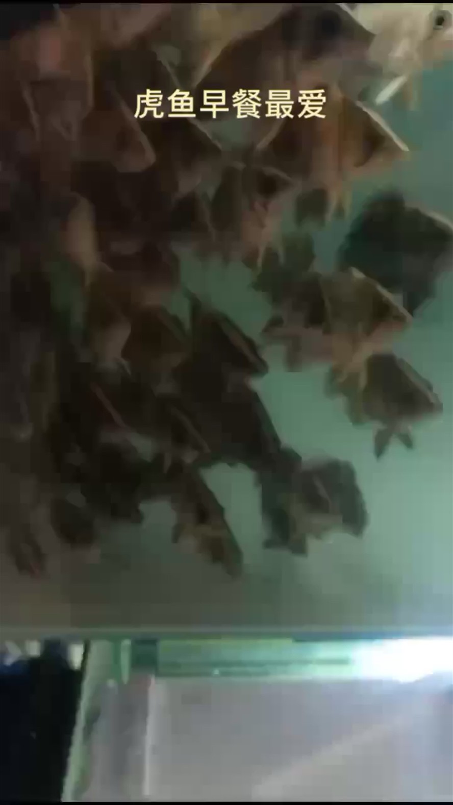 虎魚早餐最愛吃