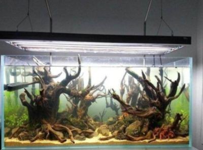 魚缸水質管理全攻略了解如何維護魚缸水質管理全攻略：底濾魚缸換水頻率應該如何確定 魚缸水質管理全攻略了解如何維護魚缸水質管理全攻略：底濾魚缸換水頻率應該如何確定 魚缸百科 第3張