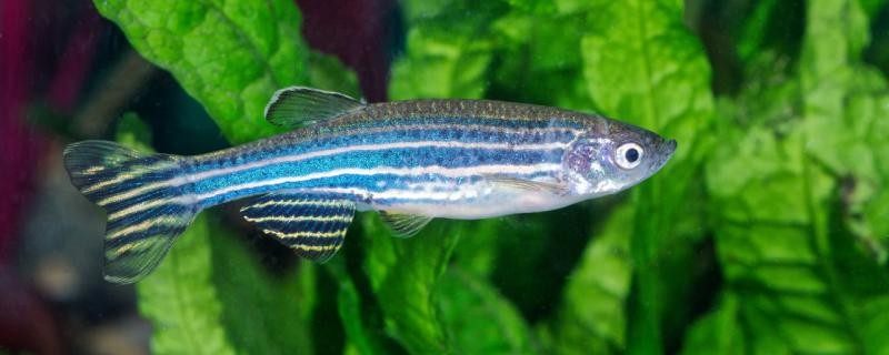 水質(zhì)很差適合養(yǎng)什么魚(yú)養(yǎng)什么魚(yú)可以改善水質(zhì)