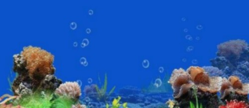 銀龍魚(yú)幾年停止生長(zhǎng)（銀龍魚(yú)多長(zhǎng)時(shí)間長(zhǎng)大）