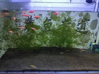 魚缸養(yǎng)河蚌在魚缸里怎么養(yǎng)河蚌在魚缸里怎么養(yǎng)河蚌：河蚌在魚缸中的飼養(yǎng)技巧