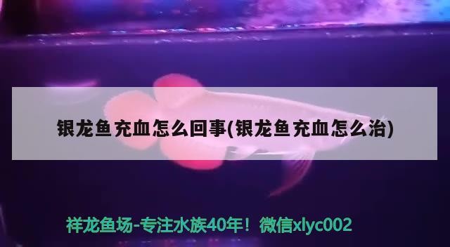 銀龍魚充血怎么回事(銀龍魚充血怎么治)