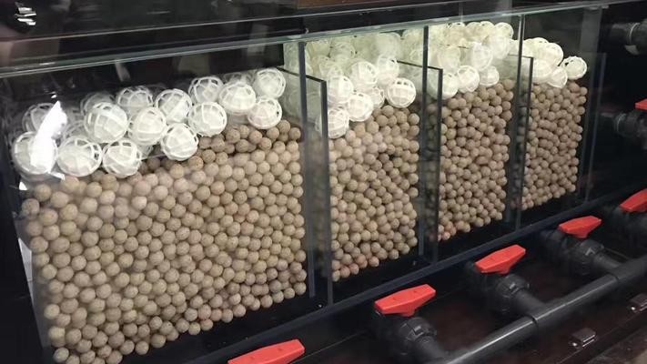 銀龍魚品種分類（銀龍魚品種分類圖片）