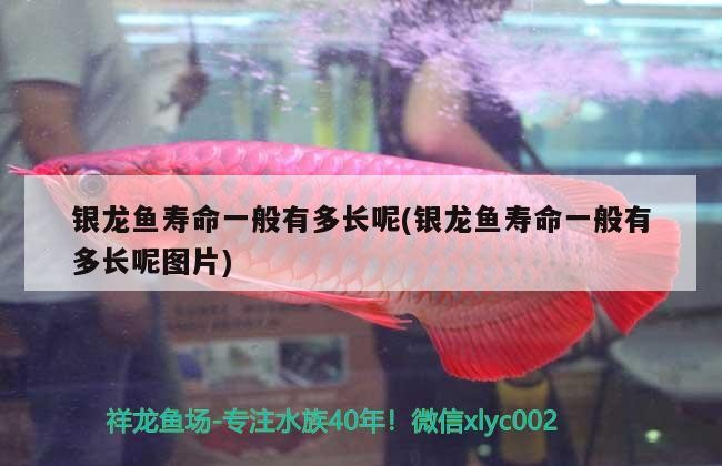 銀龍魚壽命一般有多長呢(銀龍魚壽命一般有多長呢圖片) 銀龍魚壽命一般有多長呢(銀龍魚壽命一般有多長呢圖片) 銀龍魚百科