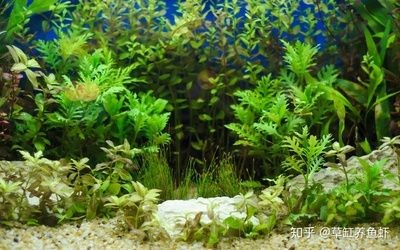 魚缸底砂選擇標(biāo)準(zhǔn)選擇標(biāo)準(zhǔn)選擇合適的魚缸底砂是養(yǎng)魚過程中的重要環(huán)節(jié)：魚缸底砂與水質(zhì)管理的關(guān)系
