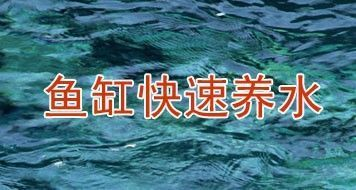 銀龍魚不吃活食怎么辦（銀龍魚不吃活食怎么辦呢） 銀龍魚不吃活食怎么辦（銀龍魚不吃活食怎么辦呢） 銀龍魚百科
