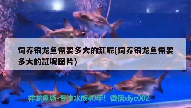 飼養銀龍魚需要多大的缸呢(飼養銀龍魚需要多大的缸呢圖片)
