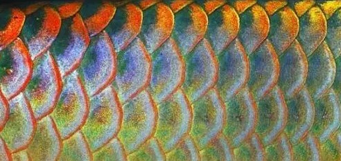 紅龍魚鱗片怎么看幾排的