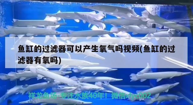 龍魚和虎魚怎樣搭配好看圖片欣賞（龍魚虎魚配魚）幾種不同風格的長標題供你參考，，驚艷視覺盛宴！龍魚與虎魚絕美搭配全圖鑒，解鎖配魚美學新境界，沉浸式觀賞指南，龍魚、虎魚夢幻組合搭配圖集，領略配魚藝術