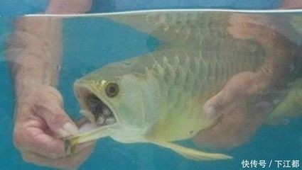 白色金龍魚吃什么食物好養