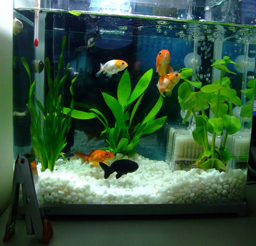 黑色魚(yú)缸在風(fēng)水學(xué)中的應(yīng)用：黑色魚(yú)缸養(yǎng)魚(yú)的數(shù)量與風(fēng)水原理在風(fēng)水學(xué)中需要考慮哪些因素