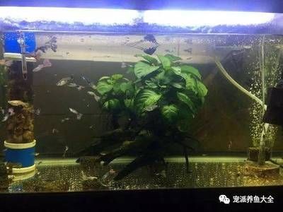 觀賞魚缸換水后放入適量的土霉素、土霉素、新諾明、甲硝唑、黃粉：觀賞魚換水后如何使用藥物 觀賞魚缸換水后放入適量的土霉素、土霉素、新諾明、甲硝唑、黃粉：觀賞魚換水后如何使用藥物 魚缸百科 第1張