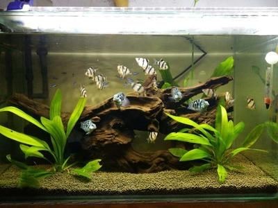 觀賞魚缸換水后放入適量的土霉素、土霉素、新諾明、甲硝唑、黃粉：觀賞魚換水后如何使用藥物 觀賞魚缸換水后放入適量的土霉素、土霉素、新諾明、甲硝唑、黃粉：觀賞魚換水后如何使用藥物 魚缸百科 第2張