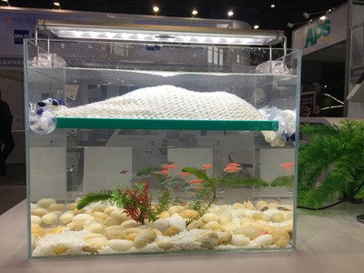 銀龍魚怎么養(yǎng)殖（銀龍魚的養(yǎng)殖方法和注意事項）