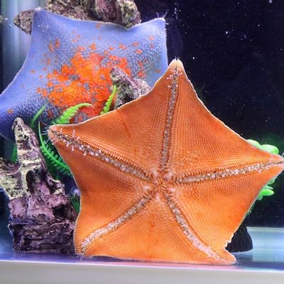 海星的種類與特點：如何在家中養殖健康的海星 海星的種類與特點：如何在家中養殖健康的海星 魚缸百科 第2張