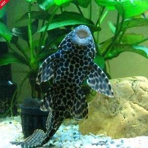 紅眼大帆魚飼養大帆魚是一種受歡迎的熱帶觀賞魚的飼養技巧：紅眼大帆魚是一種小型熱帶觀賞魚