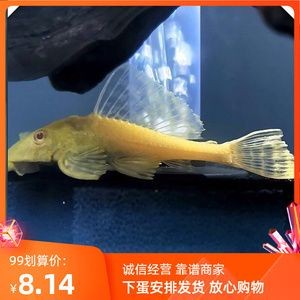 紅眼大帆魚飼養大帆魚是一種受歡迎的熱帶觀賞魚的飼養技巧：紅眼大帆魚是一種小型熱帶觀賞魚