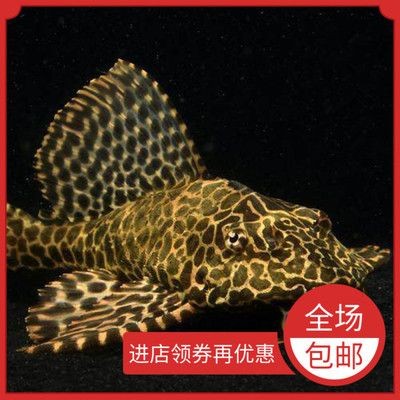 紅眼大帆魚飼養大帆魚是一種受歡迎的熱帶觀賞魚的飼養技巧：紅眼大帆魚是一種小型熱帶觀賞魚