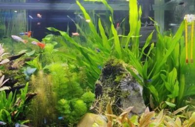 戶外魚缸養水草缸的養護秘籍想要打造一個生機勃勃的魚缸：戶外水草缸養護技巧