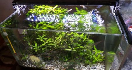 戶外魚缸養水草缸的養護秘籍想要打造一個生機勃勃的魚缸：戶外水草缸養護技巧